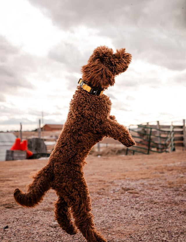 Enhancing Playtime: The Best Toys for Your Furry Friends