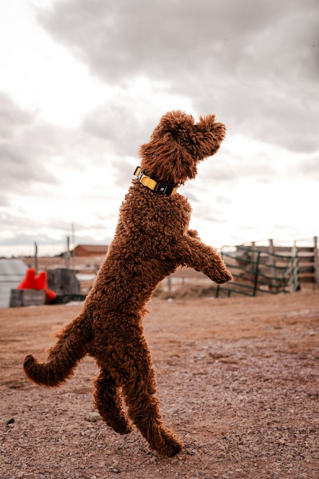 Enhancing Playtime: The Best Toys for Your Furry Friends