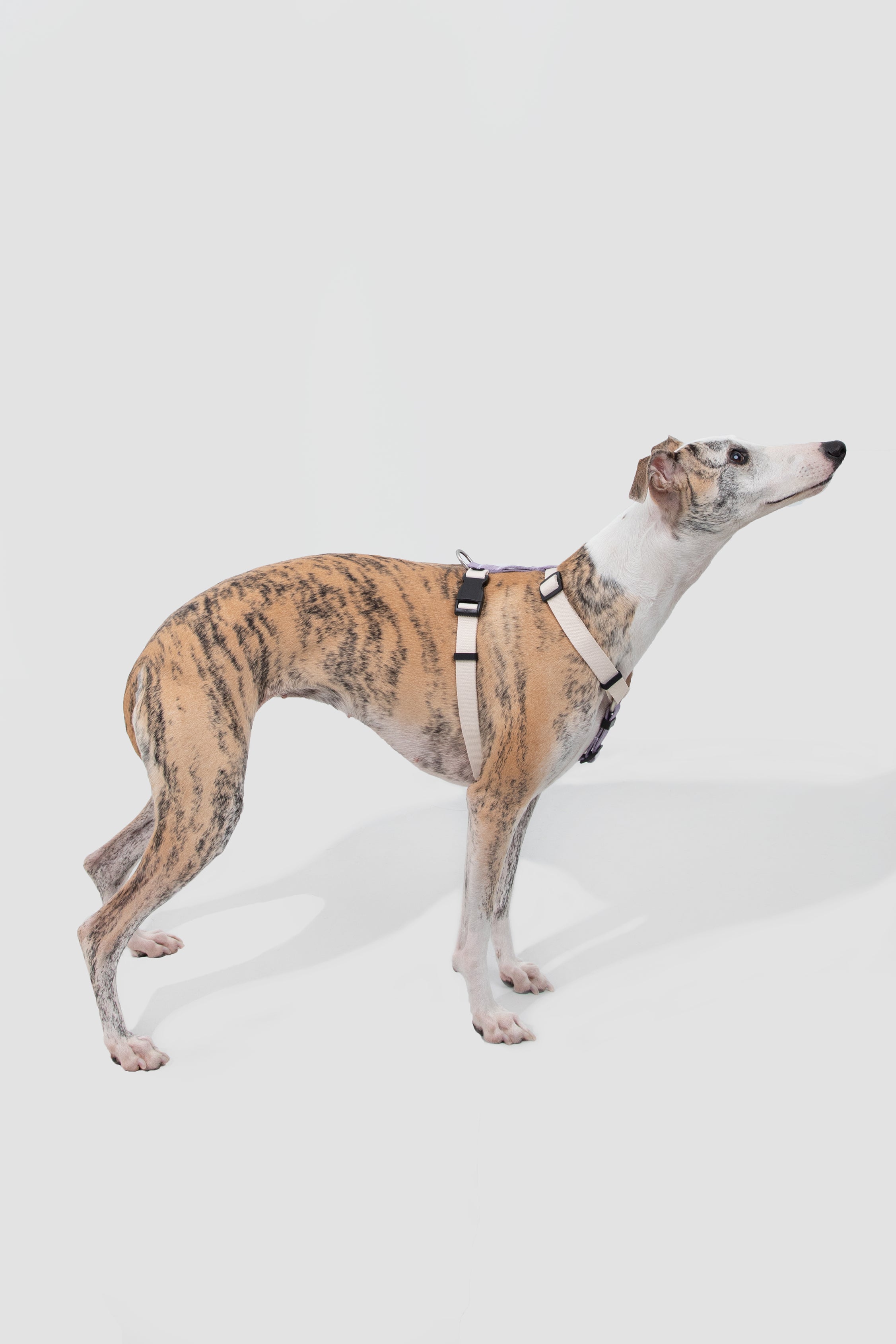 Valley series dog color blocked work chest and back