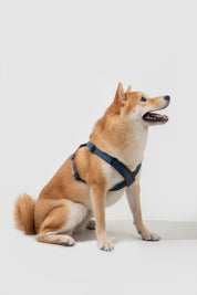 Bobo Series - Leather X-shaped Chest and Back