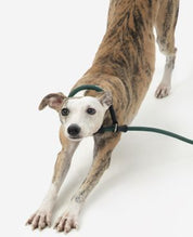 Pawsome Control Leash