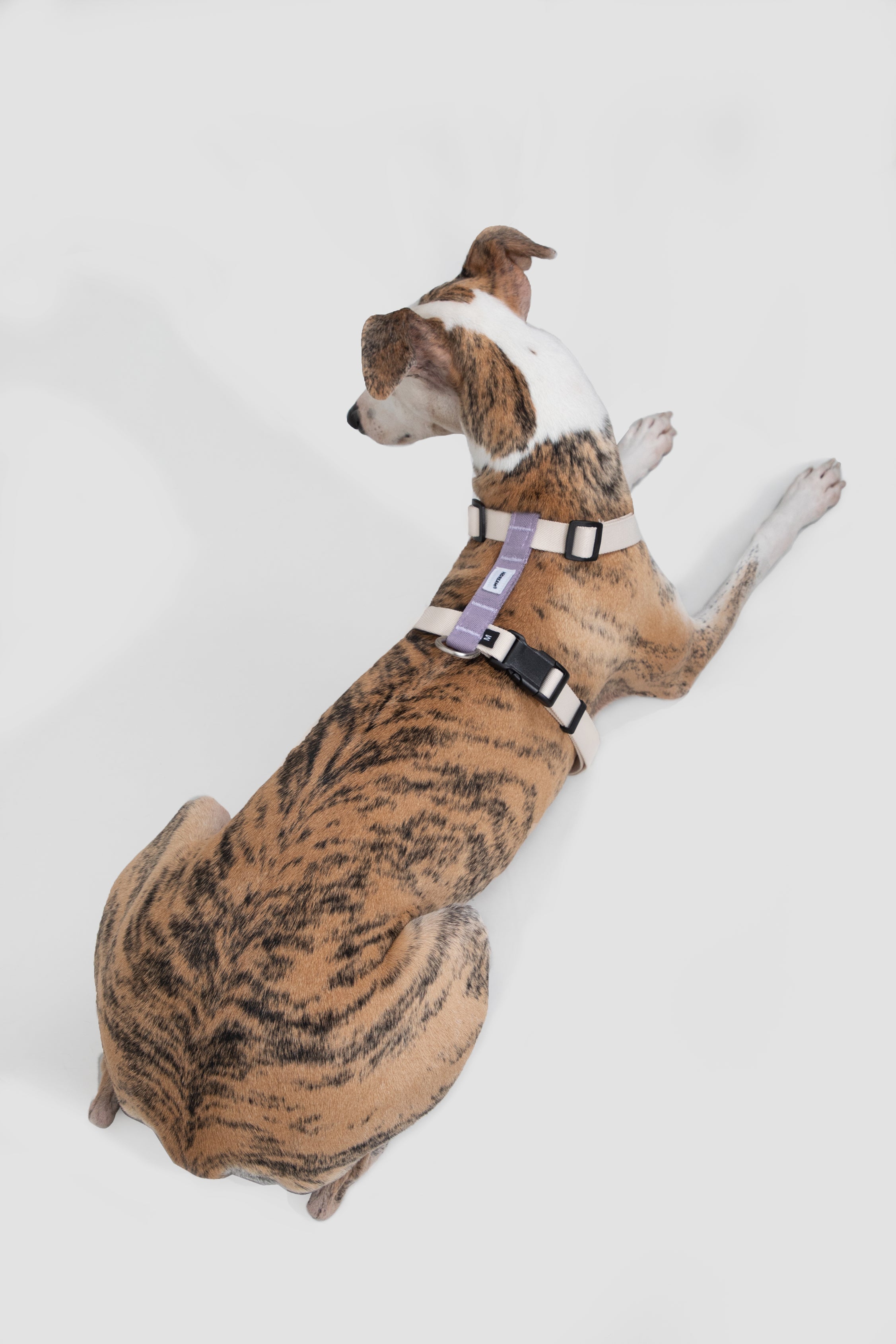 Valley series dog color blocked work chest and back
