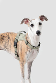 Valley series explosion-proof punching speed through dog chest and back