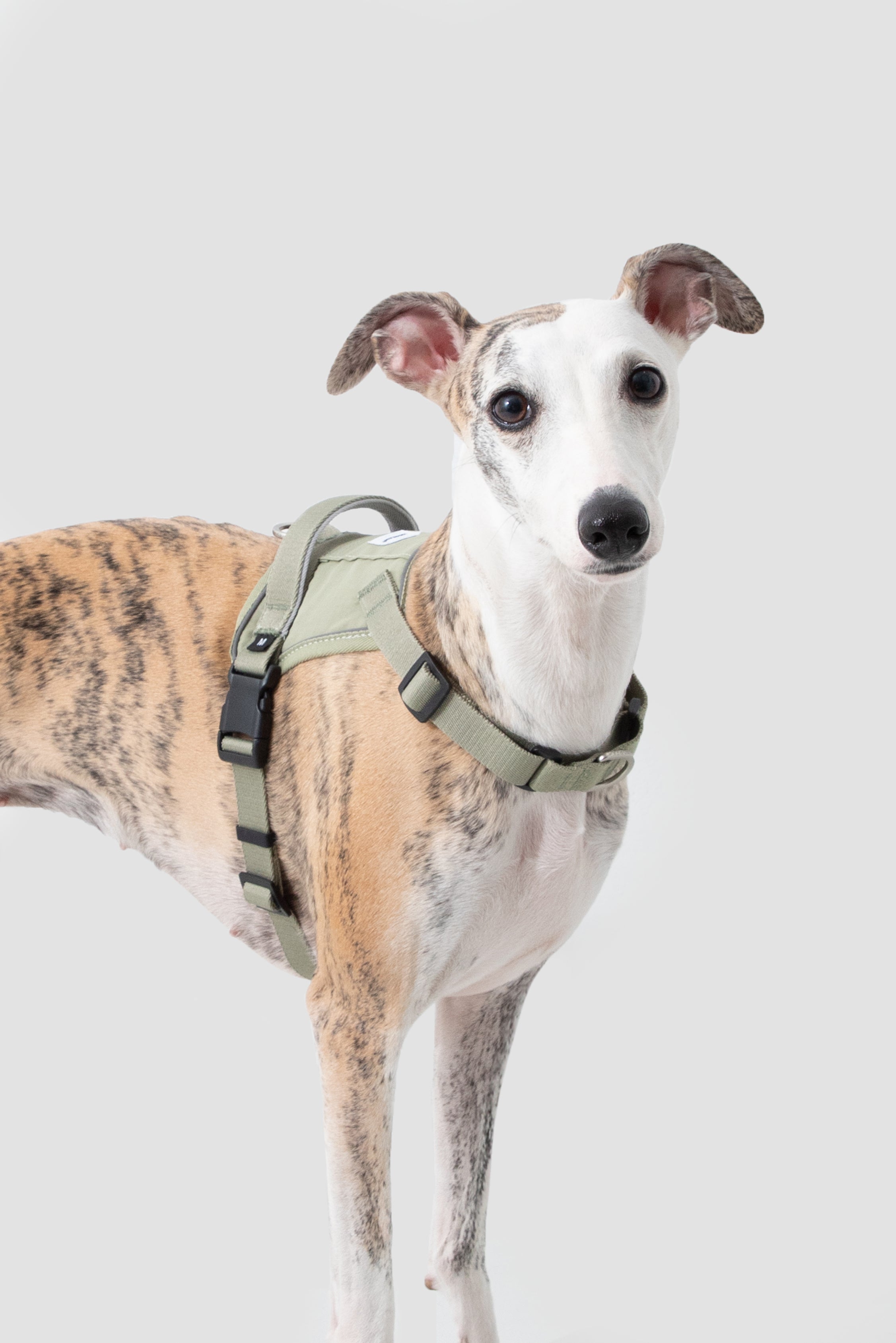 Valley series explosion-proof punching speed through dog chest and back