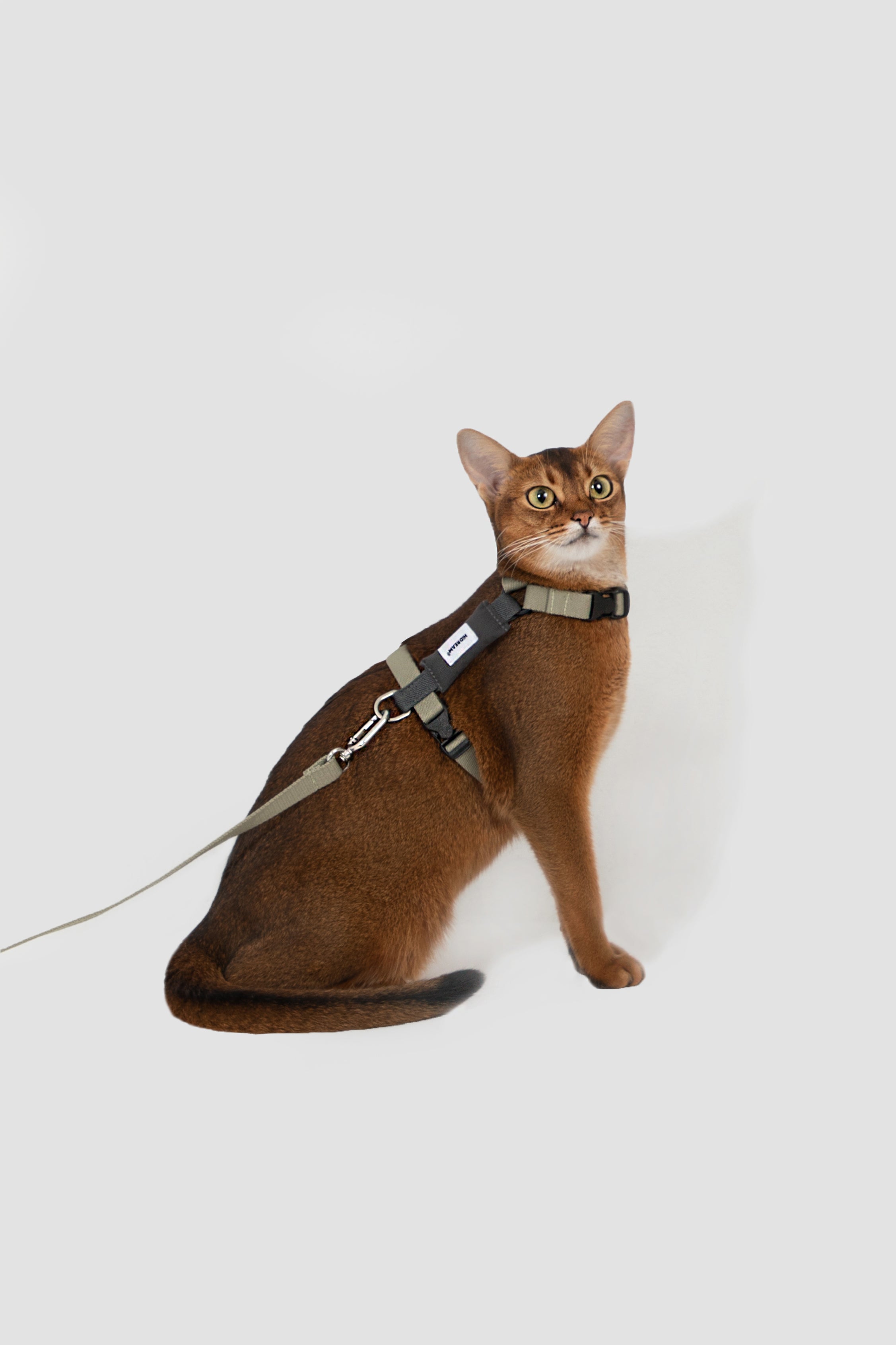 Valley Series Color blocked Cat Chest Back Traction Set