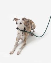 Pawsome Control Leash
