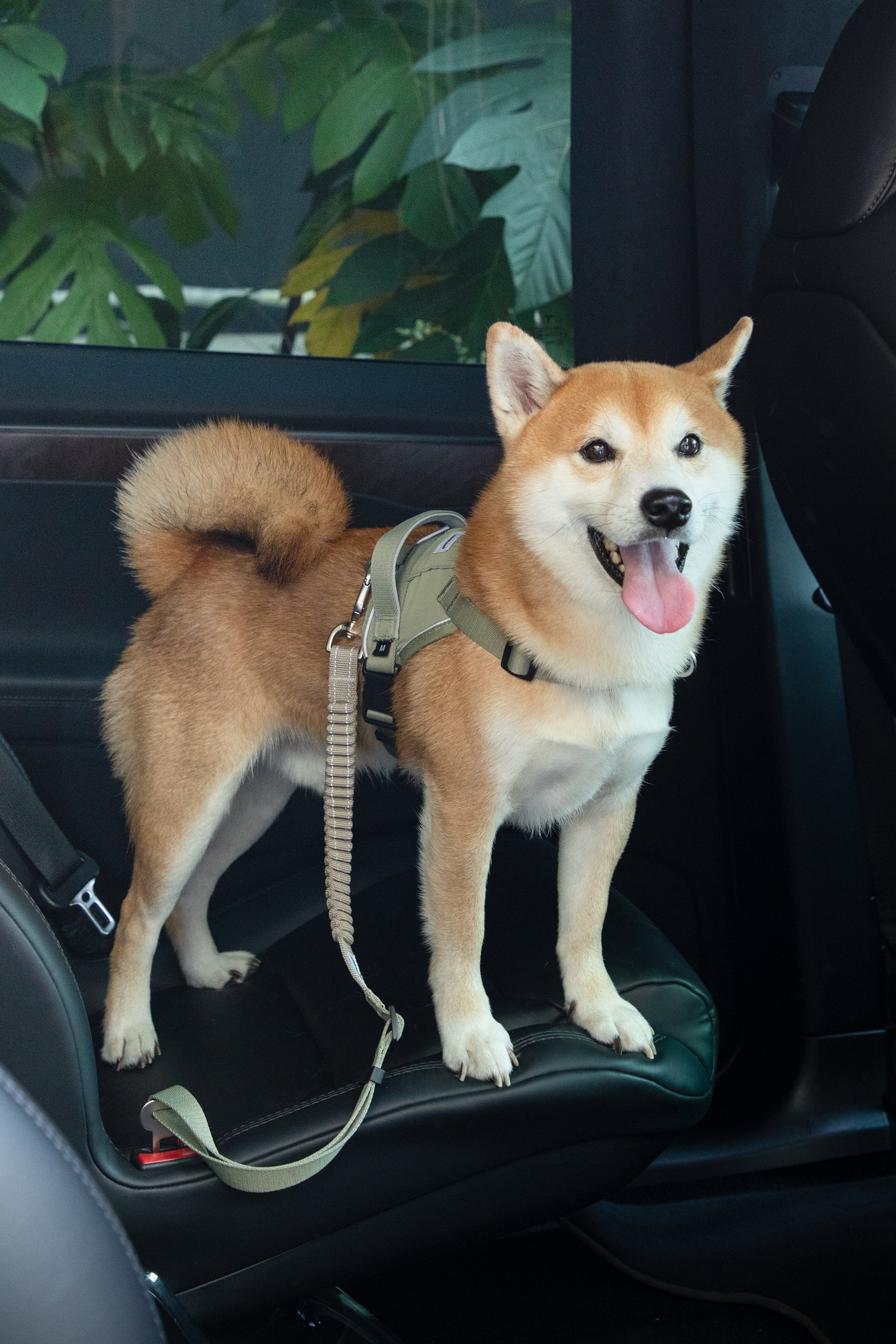 Valley series car seat belt