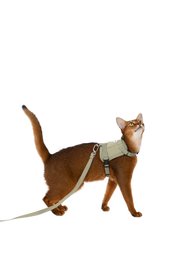 Valley series vest cat chest and back traction set