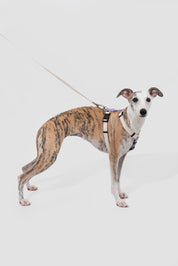 Valley series dog color blocked work chest and back