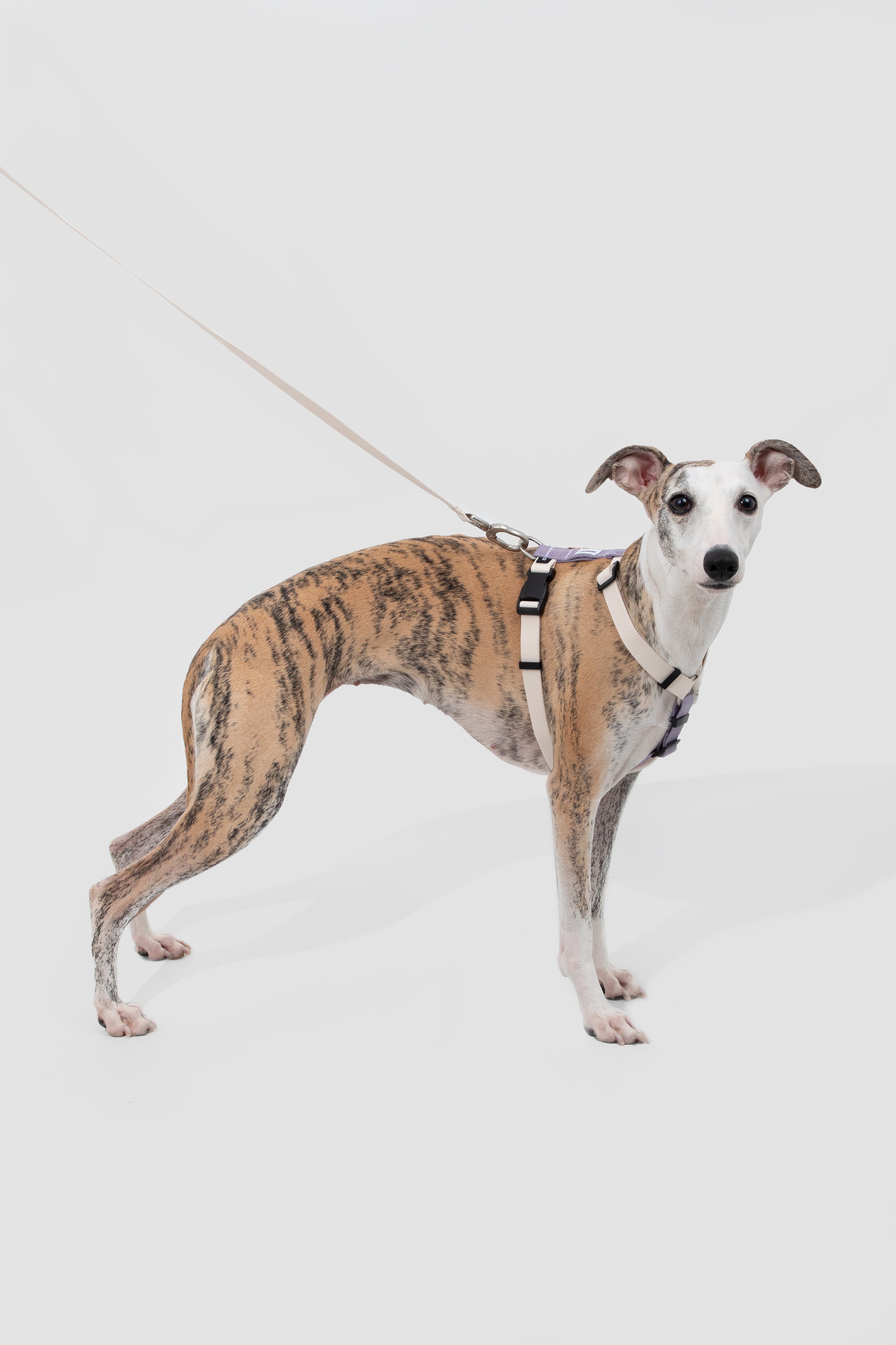Valley series dog color blocked work chest and back