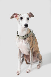 Valley series explosion-proof punching speed through dog chest and back