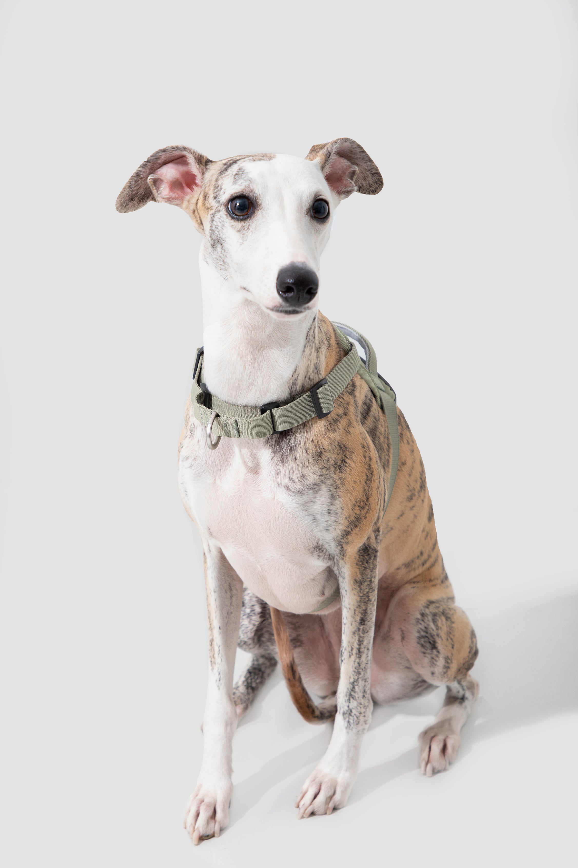 Valley series explosion-proof punching speed through dog chest and back