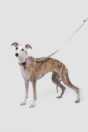 Valley Series Dog Half P Explosion proof Clash Collar