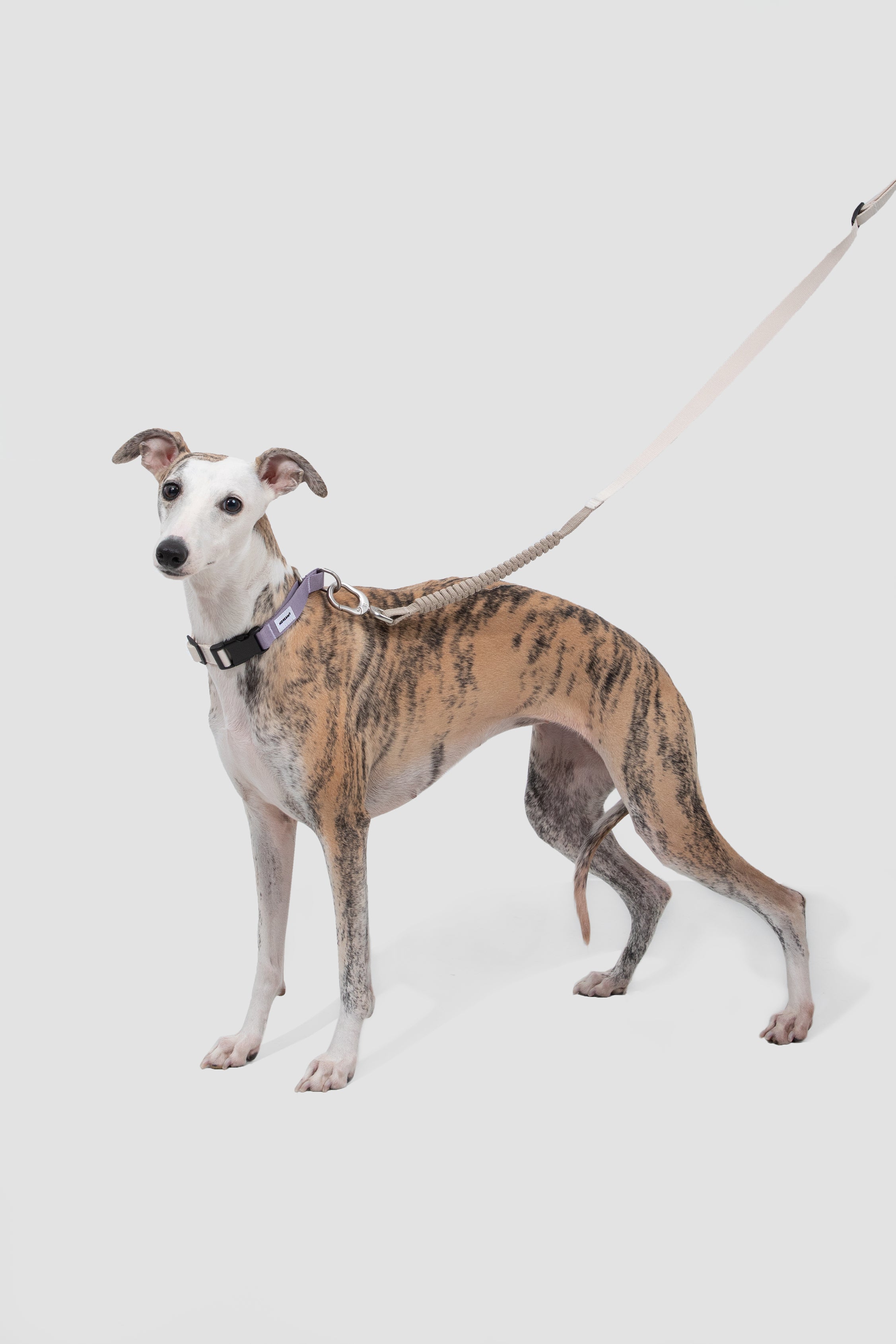 Valley Series Dog Half P Explosion proof Clash Collar