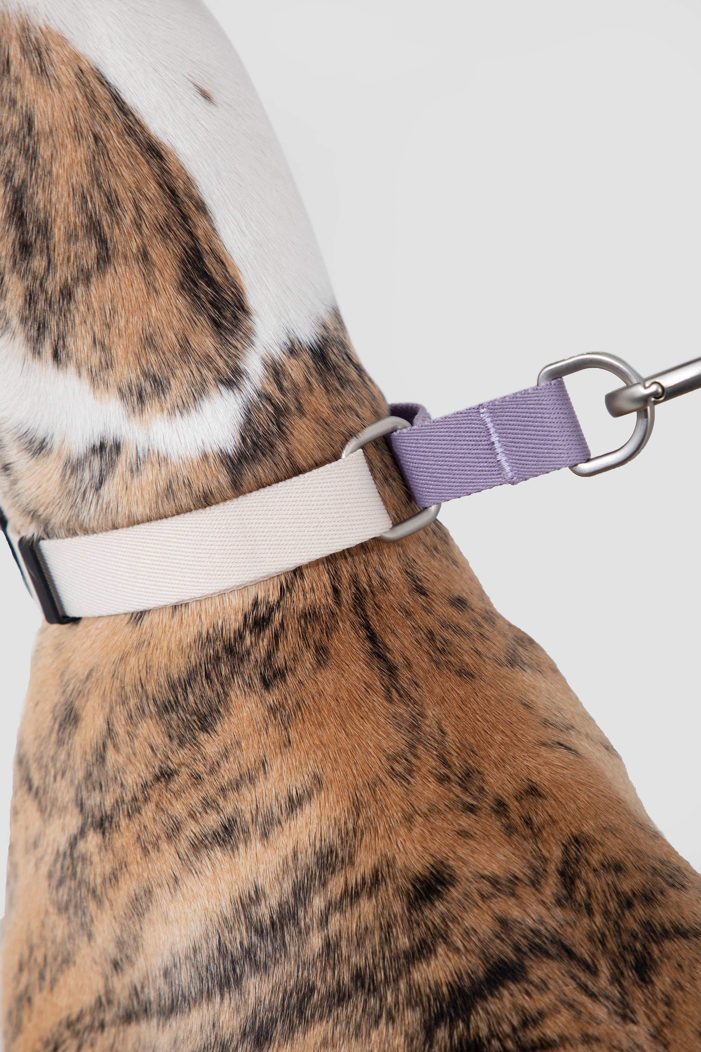 Valley Series Dog Half P Explosion proof Clash Collar