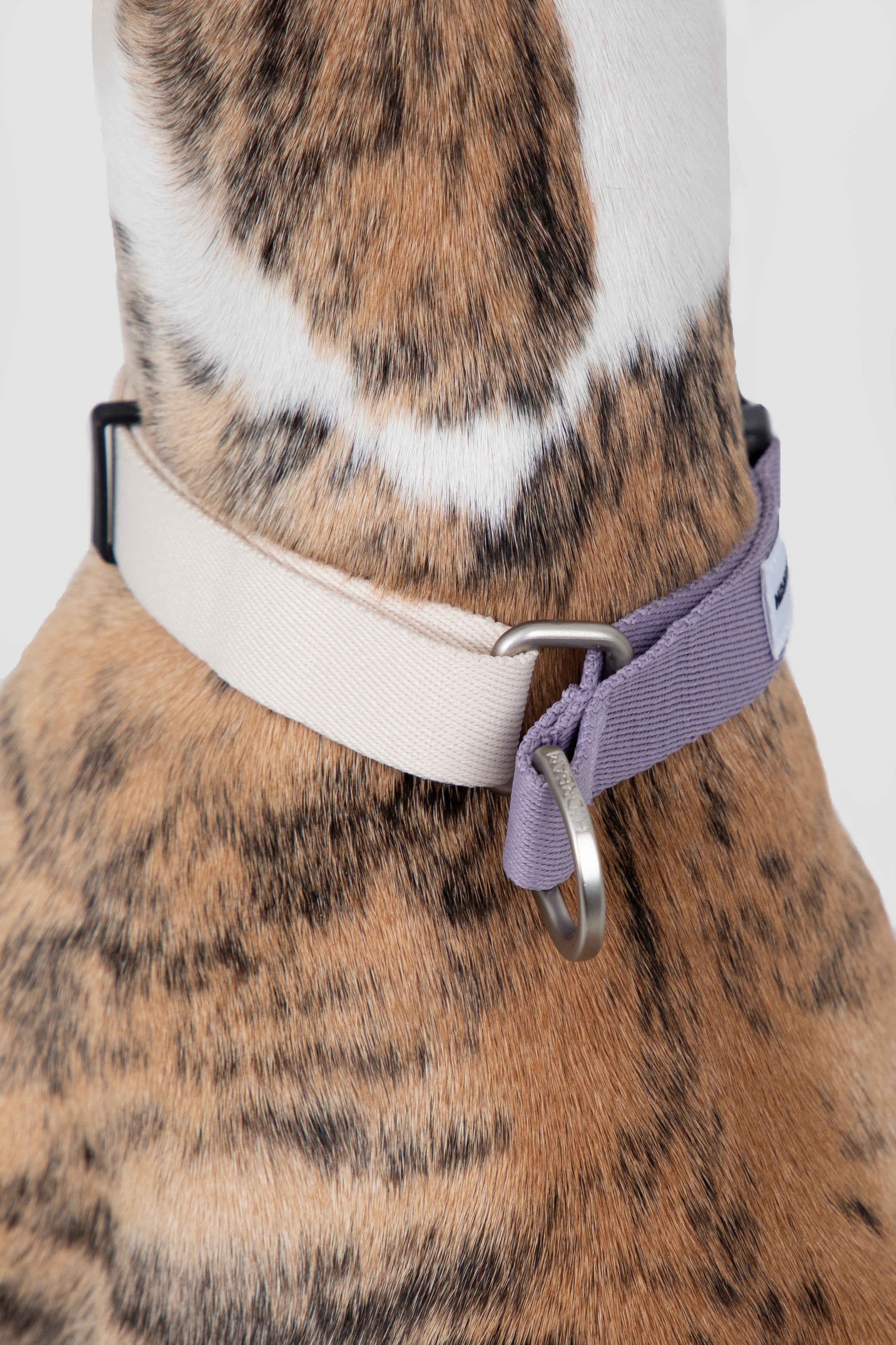 Valley Series Dog Half P Explosion proof Clash Collar