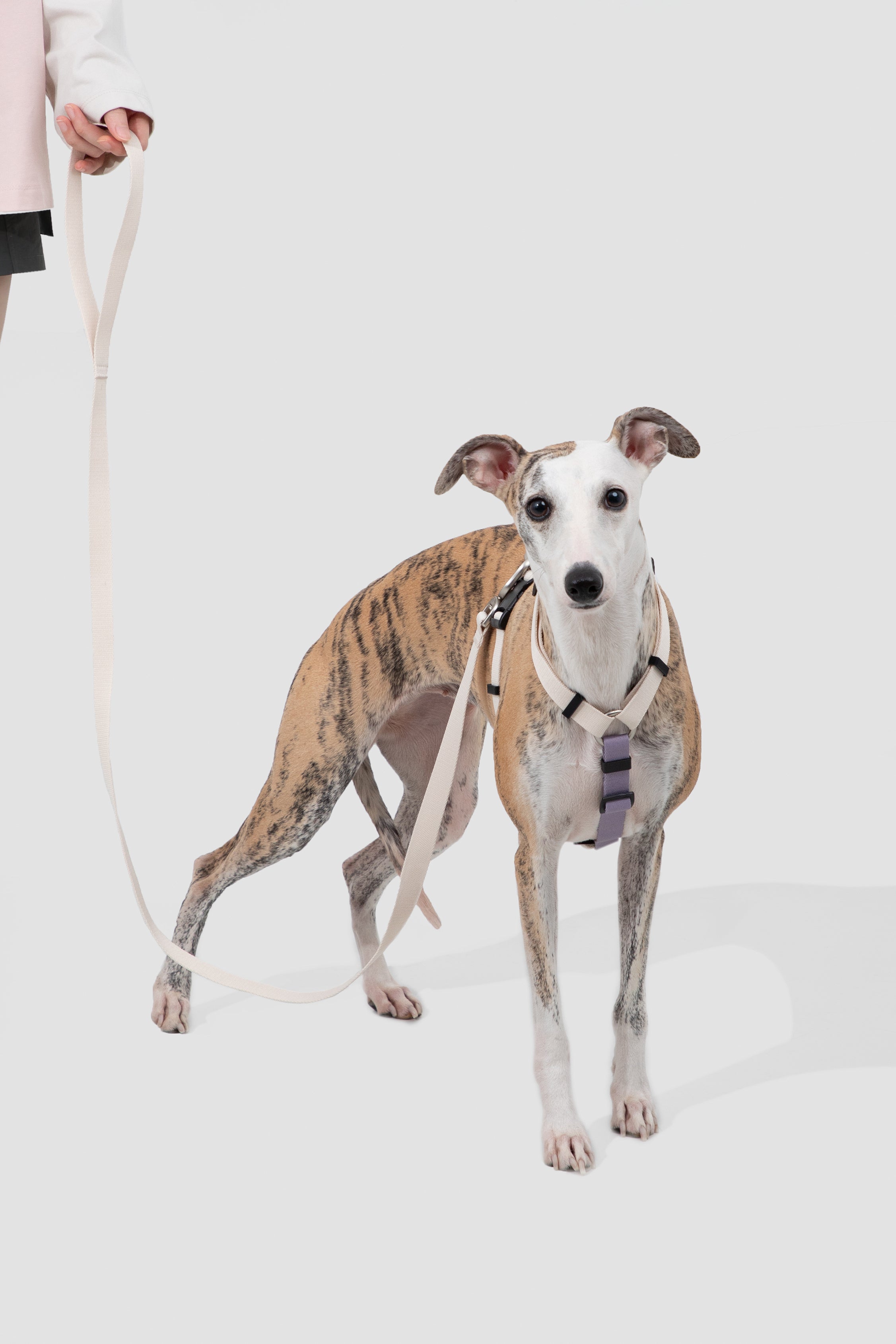Valley series dog color blocked work chest and back