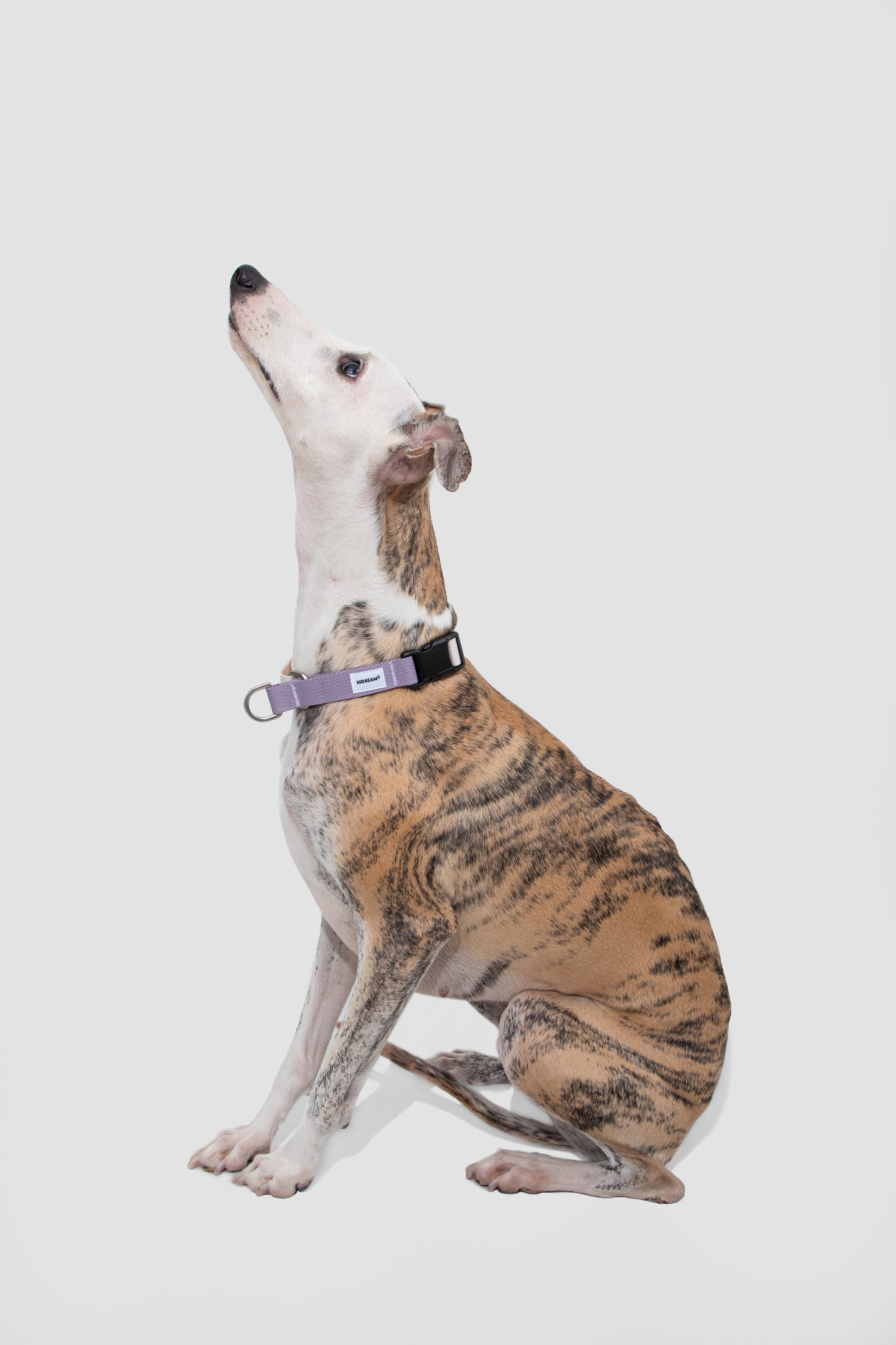 Valley Series Dog Half P Explosion proof Clash Collar