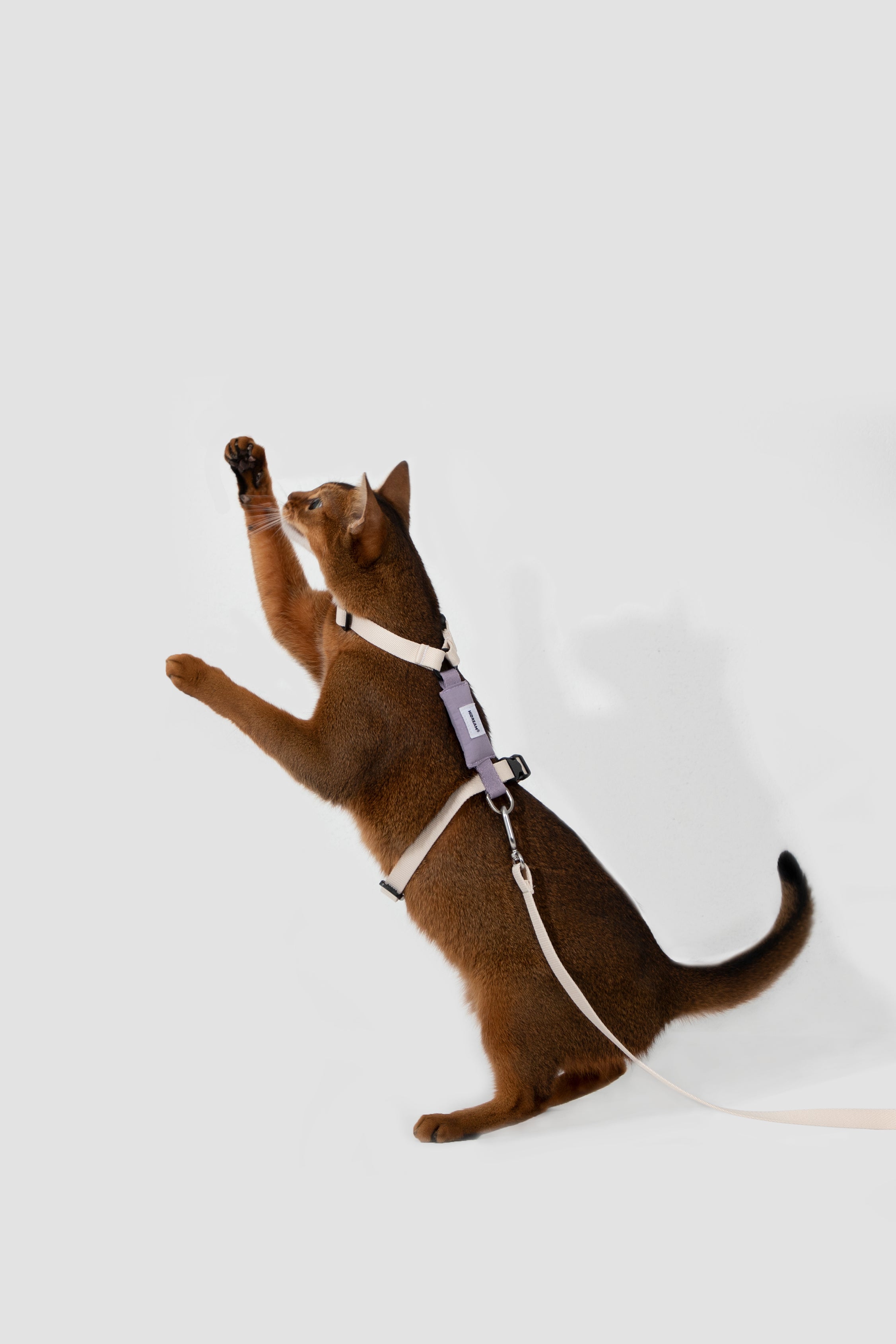 Valley Series Color blocked Cat Chest Back Traction Set
