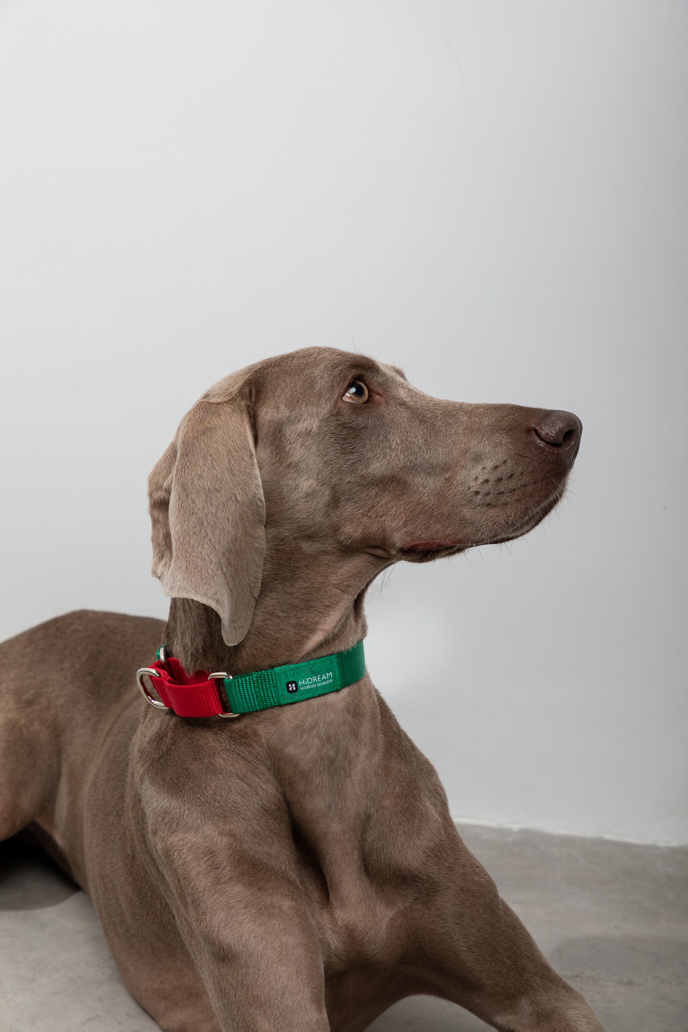 Rainbow Series - Color Contrasting Buffer Collar