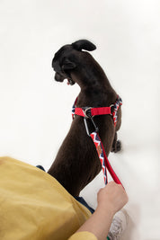 Rainbow Series - Multi functional Safety Strap