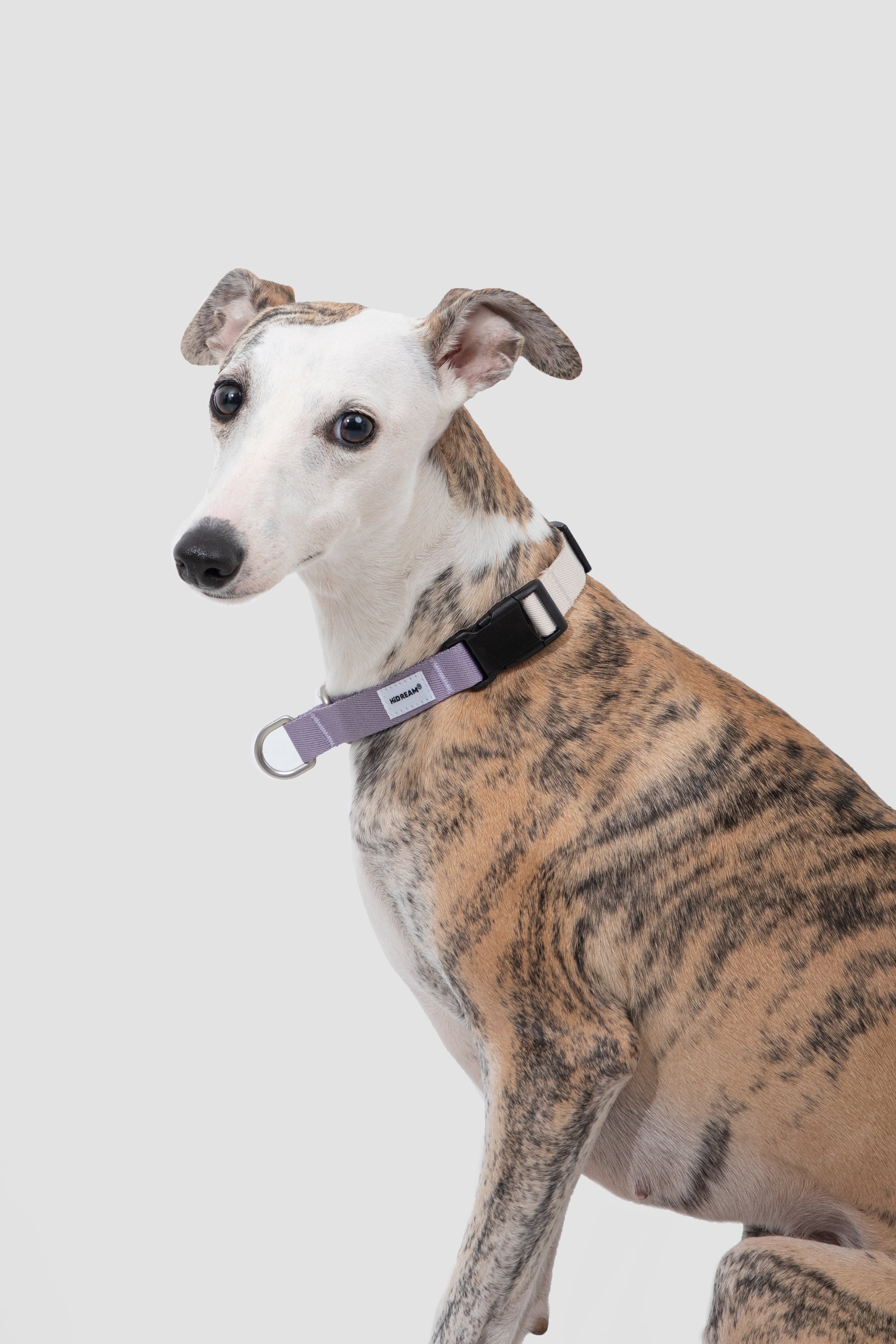 Valley Series Dog Half P Explosion proof Clash Collar