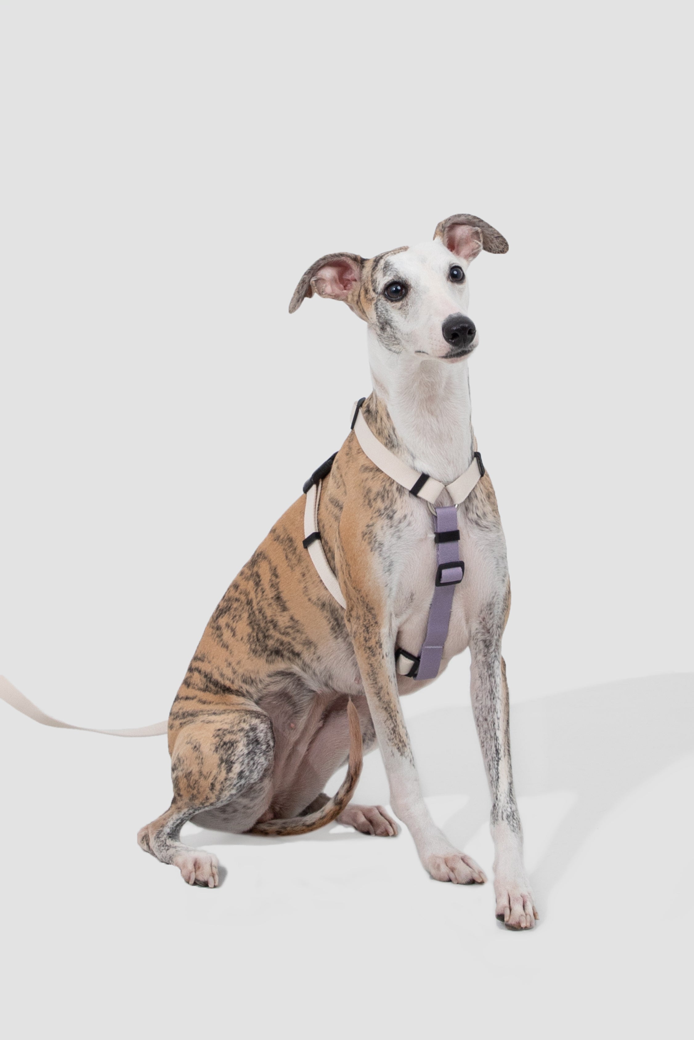 Valley series dog color blocked work chest and back