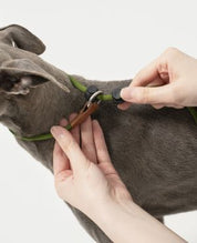 Pawsome Control Leash