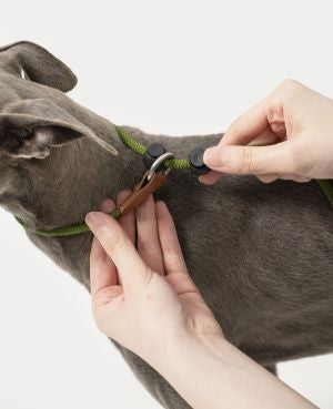 Pawsome Control Leash
