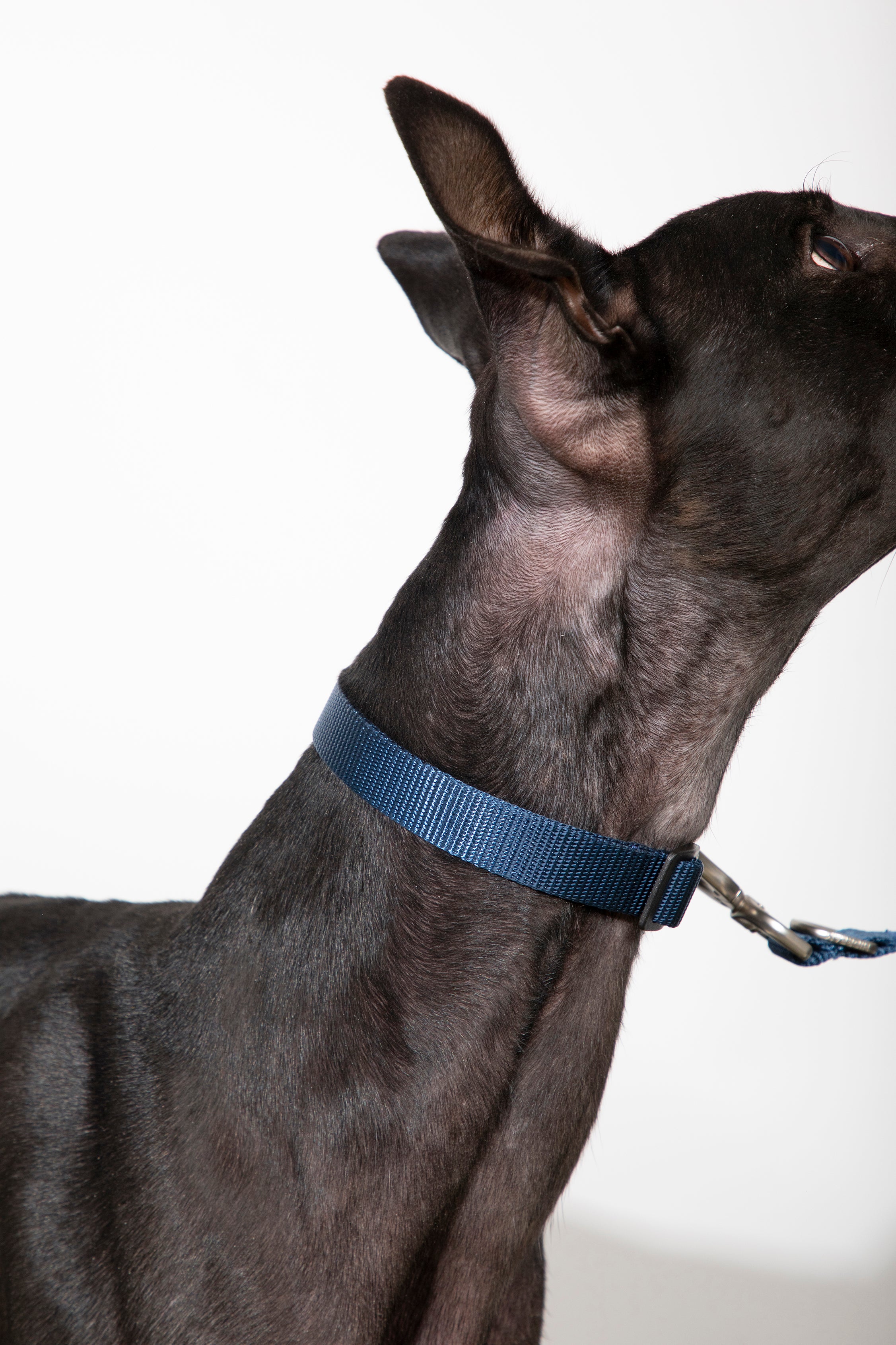 Bobo Series - Leather Collar with Spliced Leather