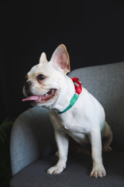 Rainbow Series - Color Contrasting Buffer Collar