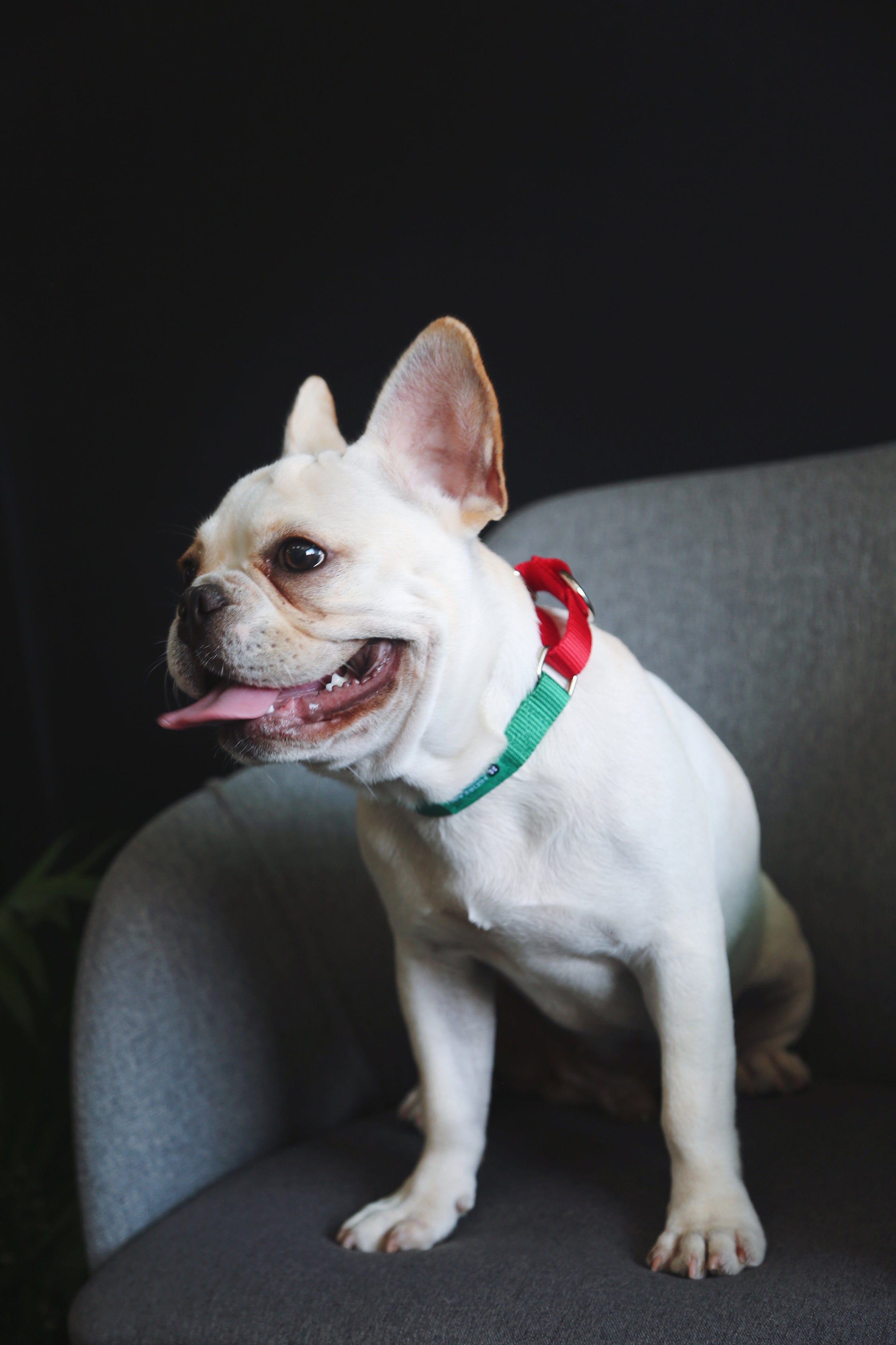 Rainbow Series - Color Contrasting Buffer Collar
