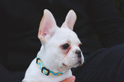 Colorful Series - Collar
