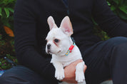 Colorful Series - Collar