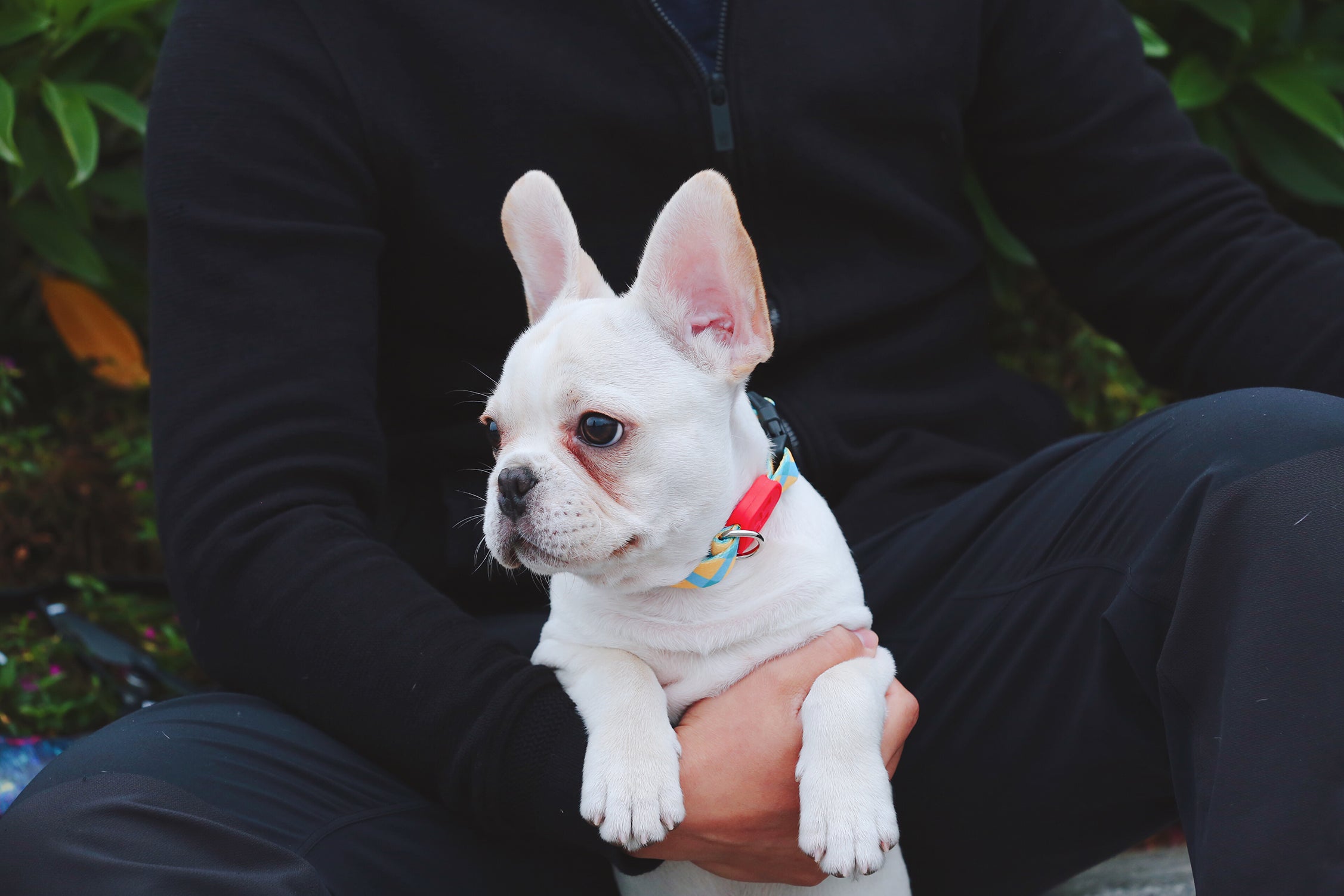 Colorful Series - Collar
