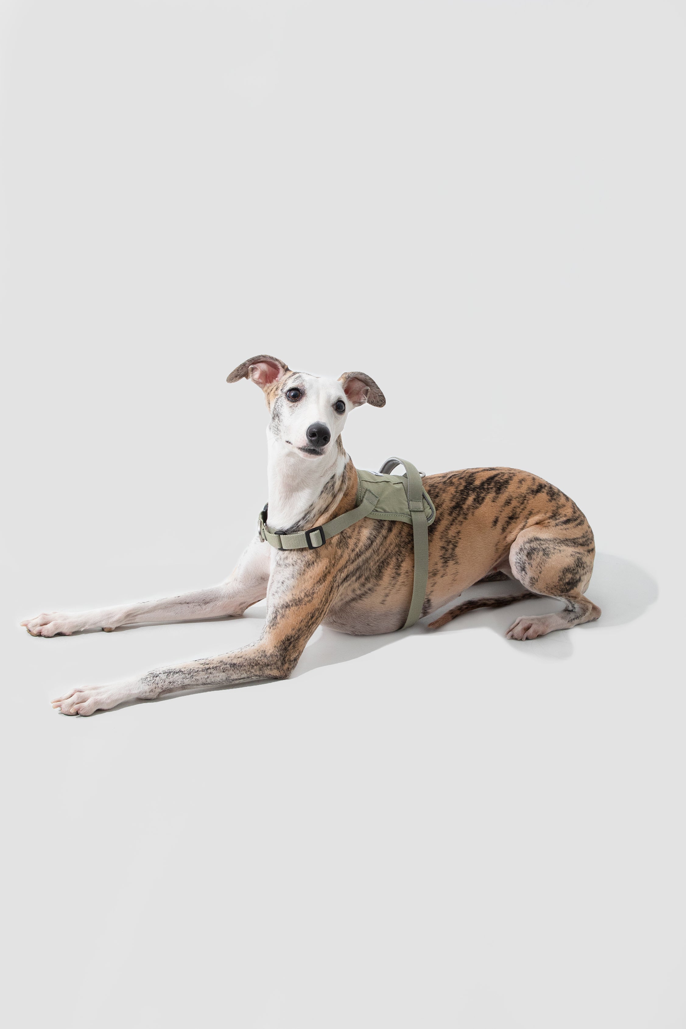 Valley series explosion-proof punching speed through dog chest and back