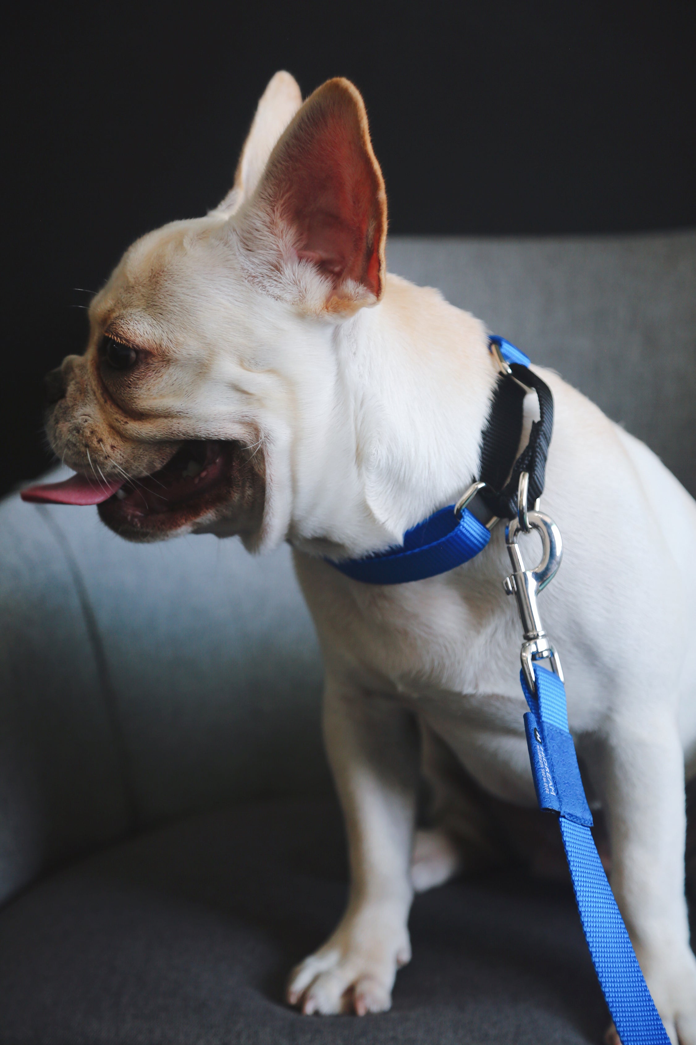 Rainbow Series - Color Contrasting Buffer Collar