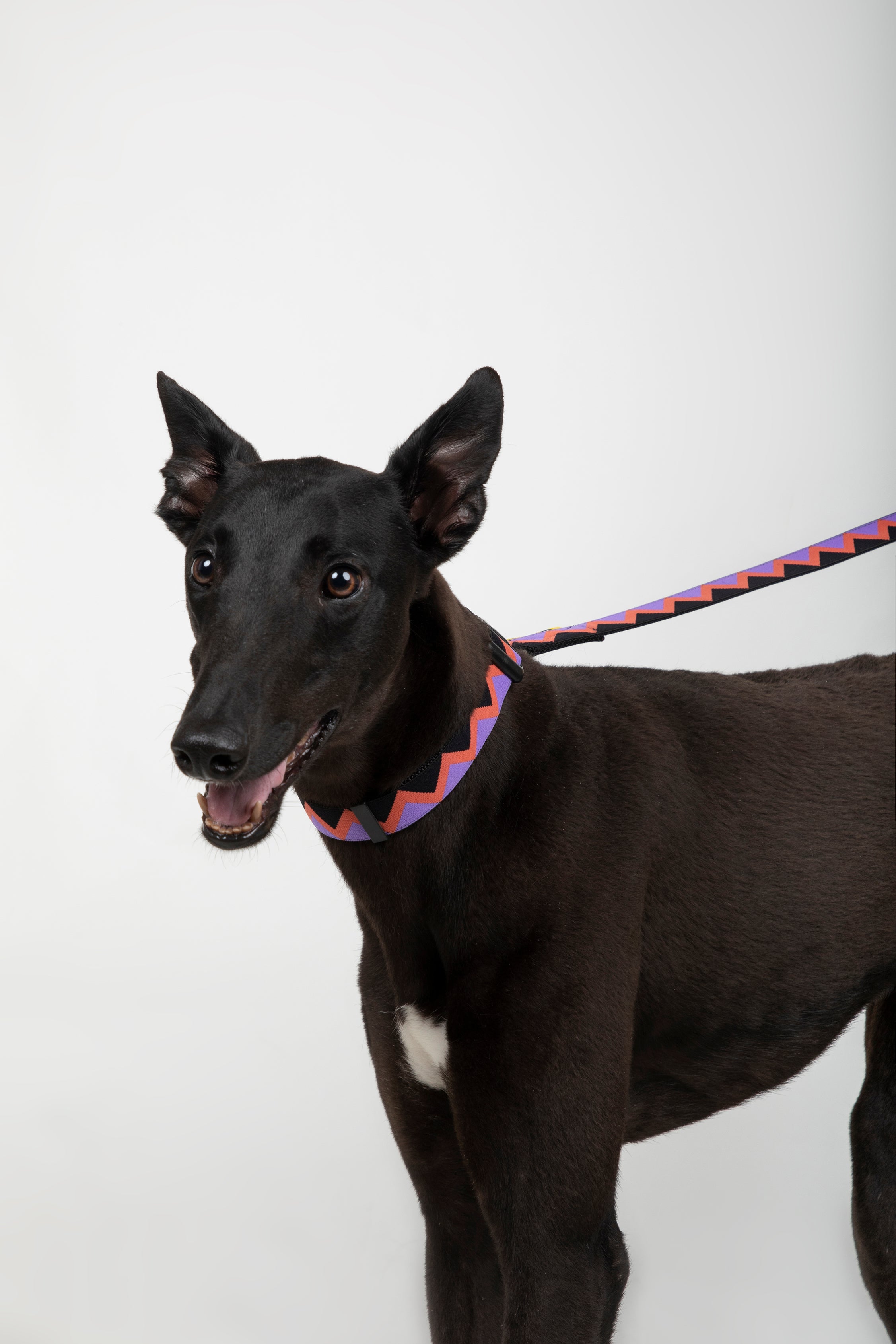 Rainbow Series - Collar