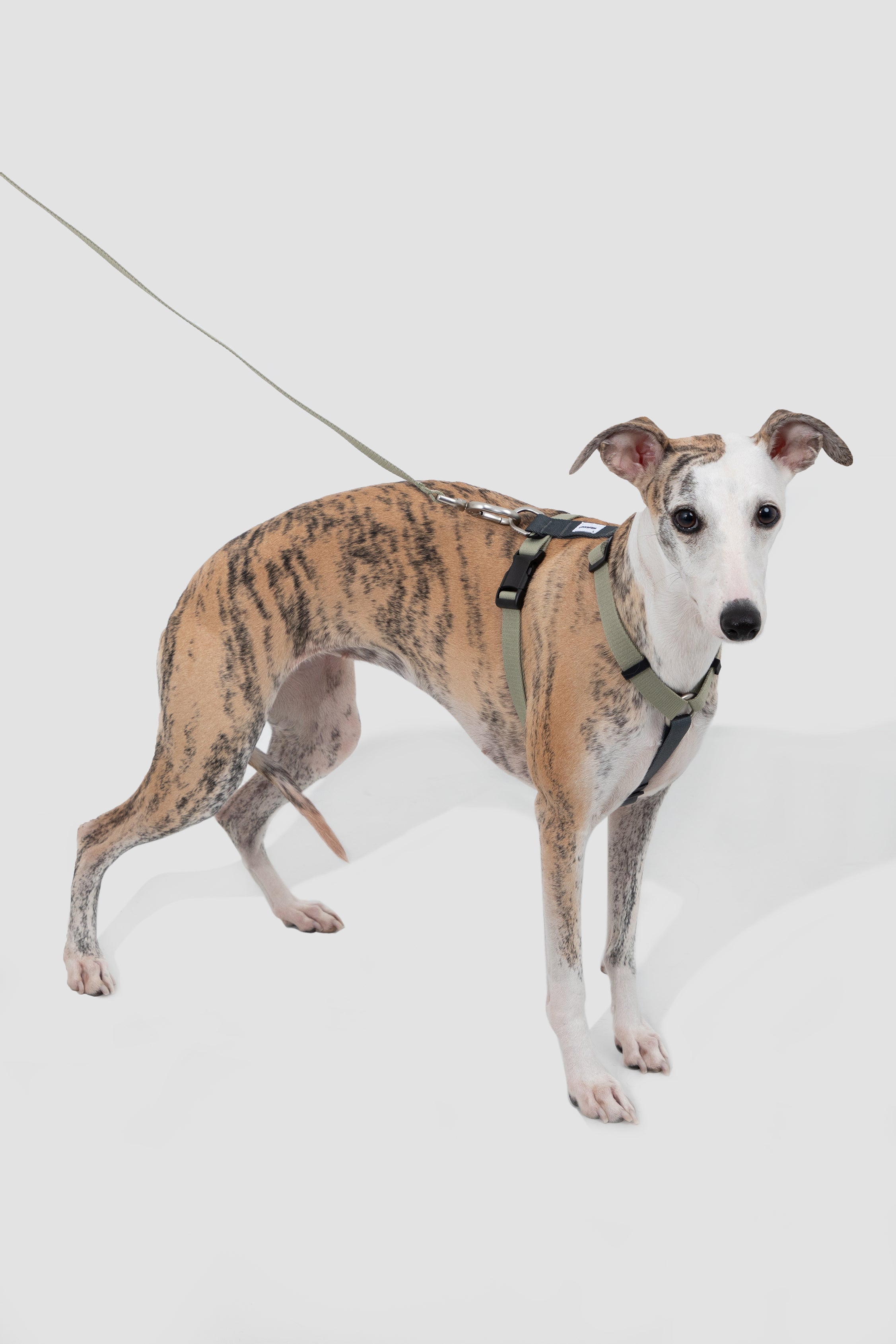 Valley series dog color blocked work chest and back