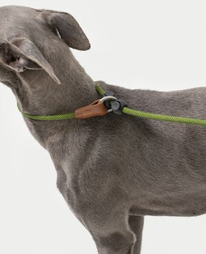 Pawsome Control Leash