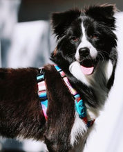 Aloha Paws Vest