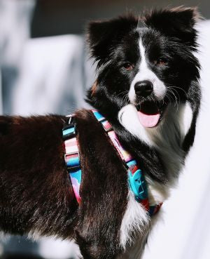 Aloha Paws Vest