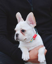 Aloha Paws Collar