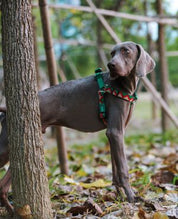 Rainbow Series Y-Shaped Chest and Back Harness