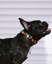 Aloha Paws Collar