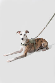 Valley series explosion-proof punching speed through dog chest and back