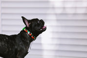 Colorful Series - Collar