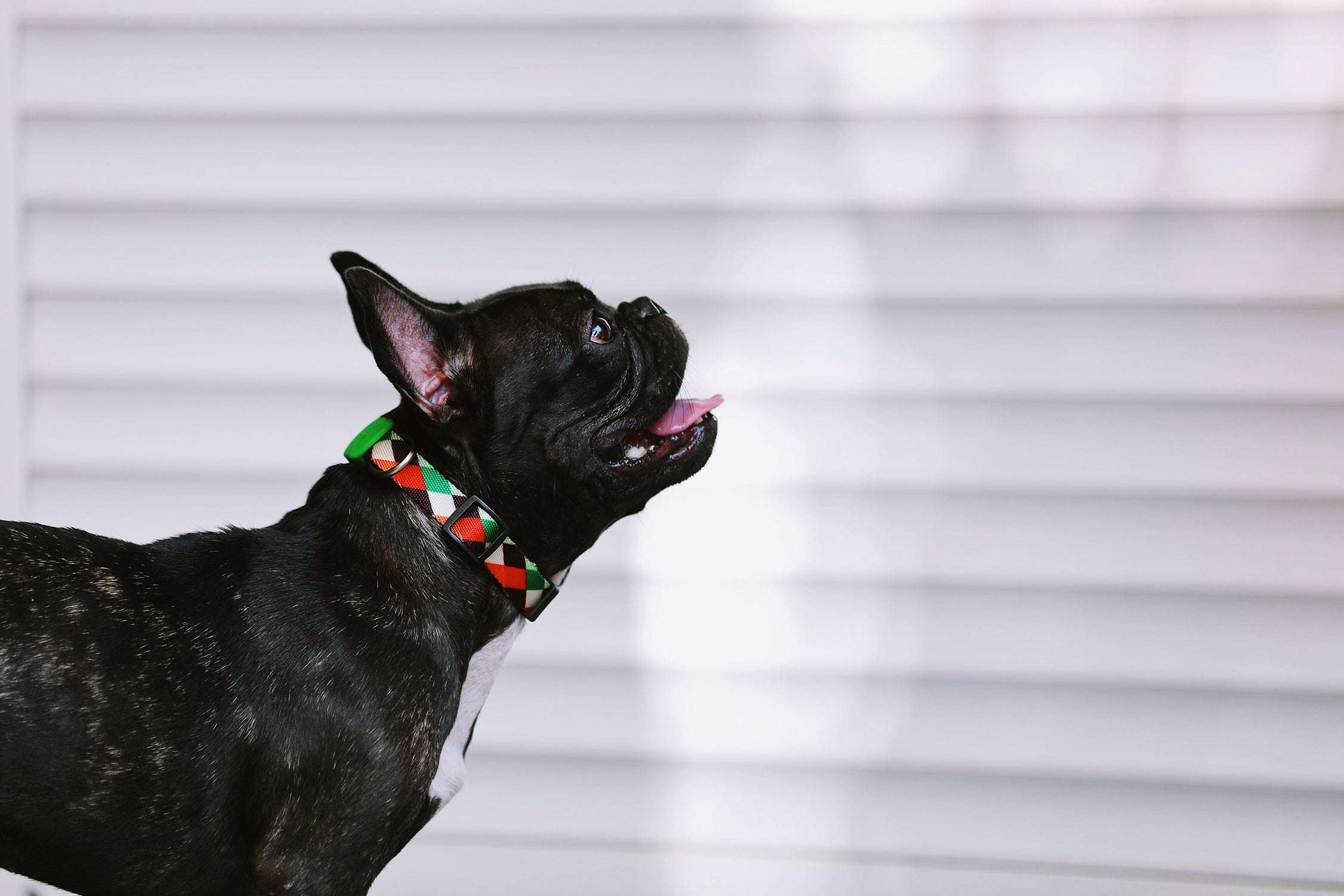 Colorful Series - Collar
