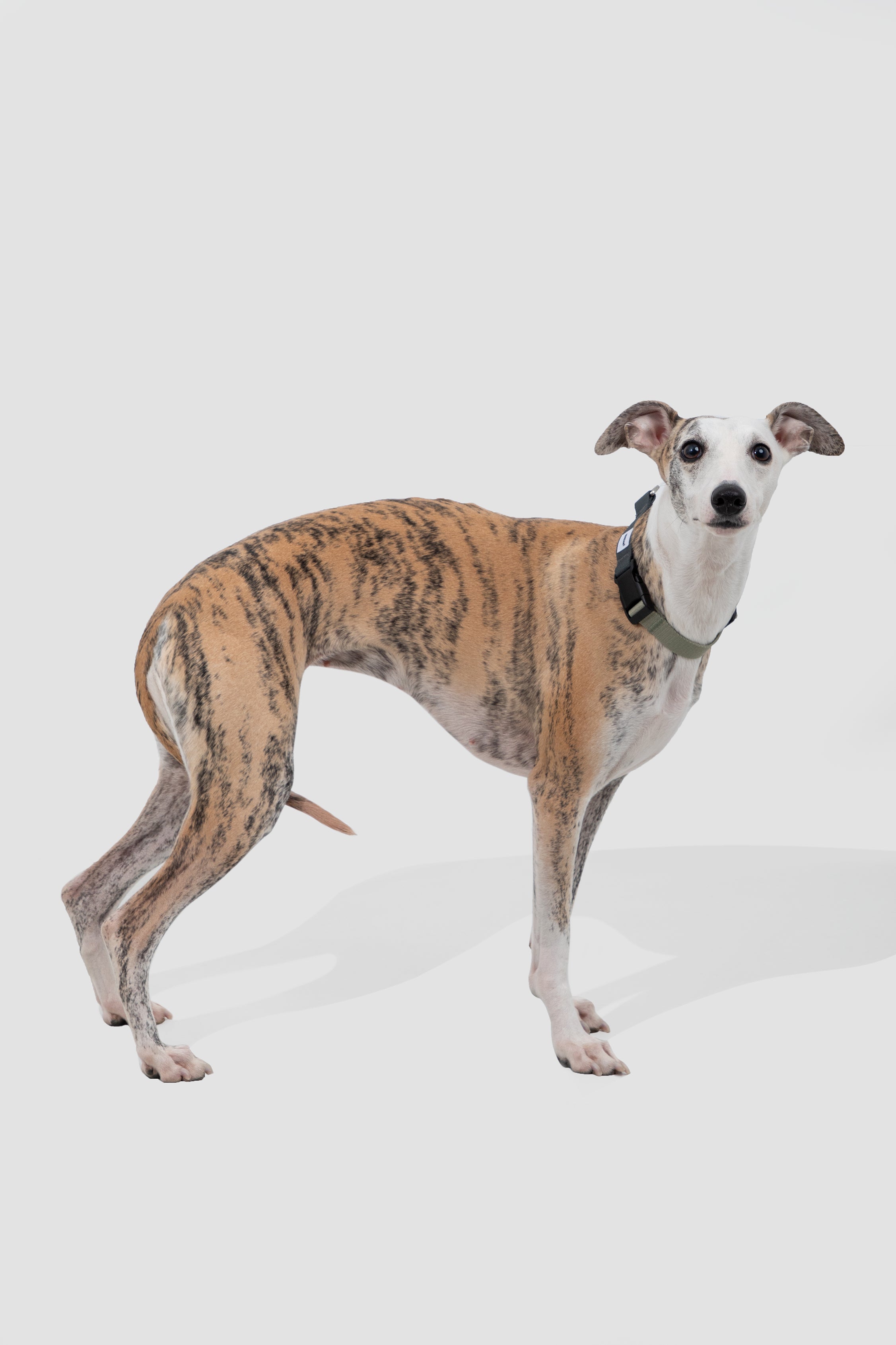 Valley Series Dog Half P Explosion proof Clash Collar
