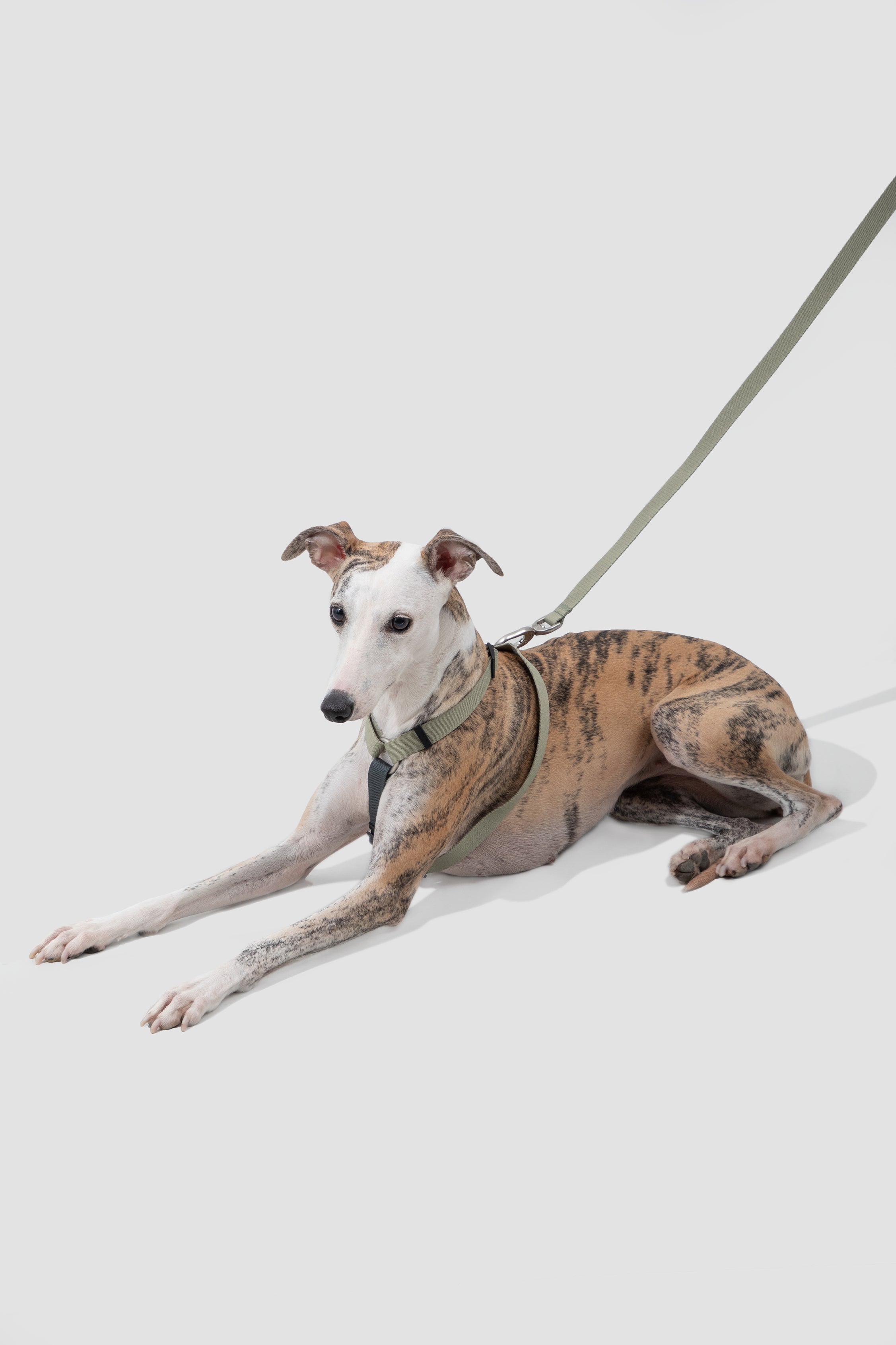 Valley series dog color blocked work chest and back